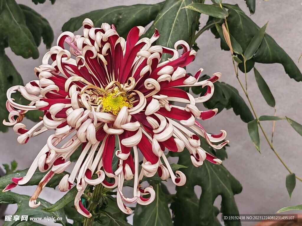 菊花