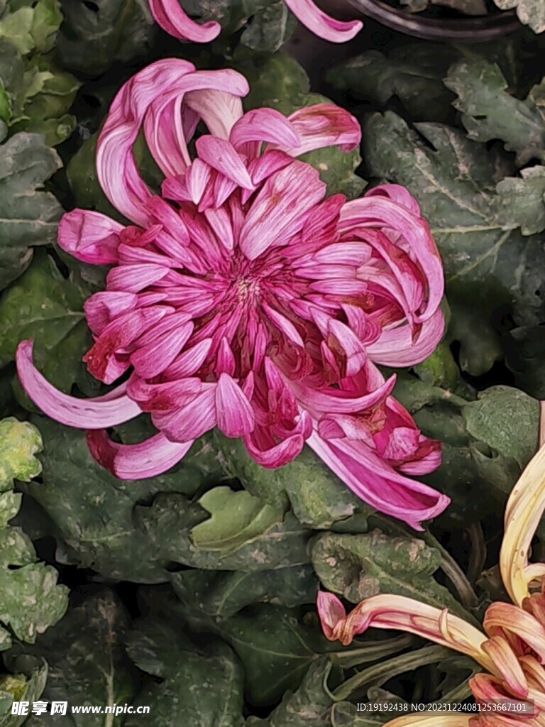 菊花