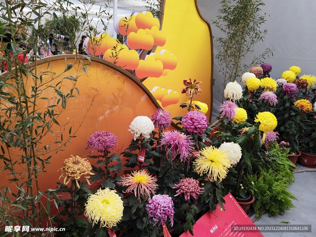 菊花