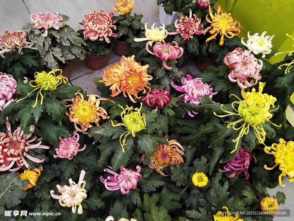 菊花 