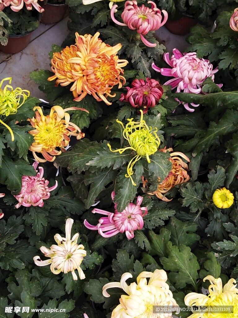 菊花 