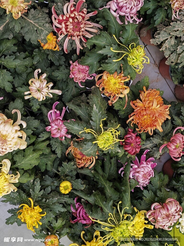 菊花