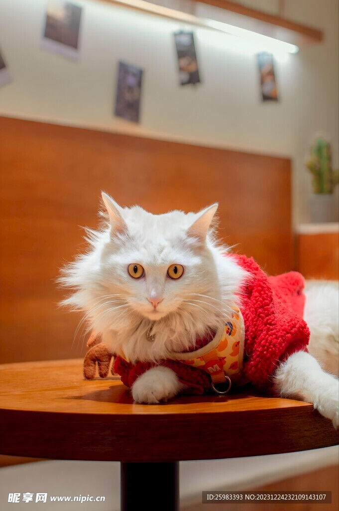 猫