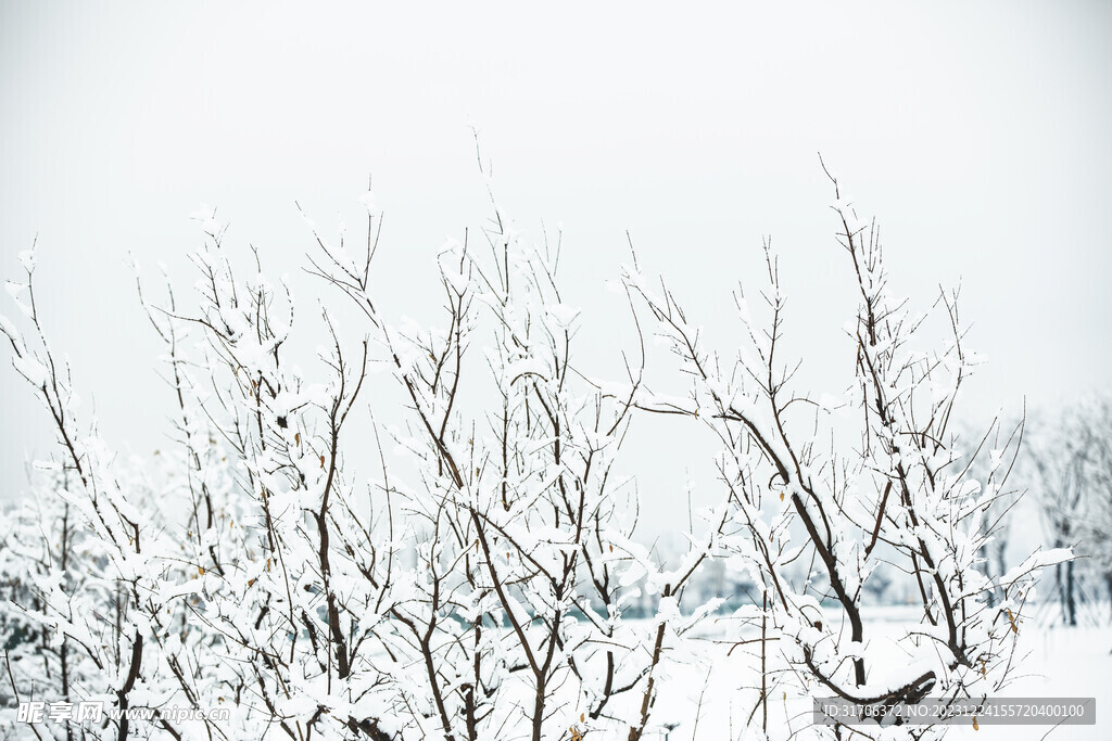 雪景