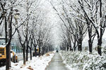 雪后