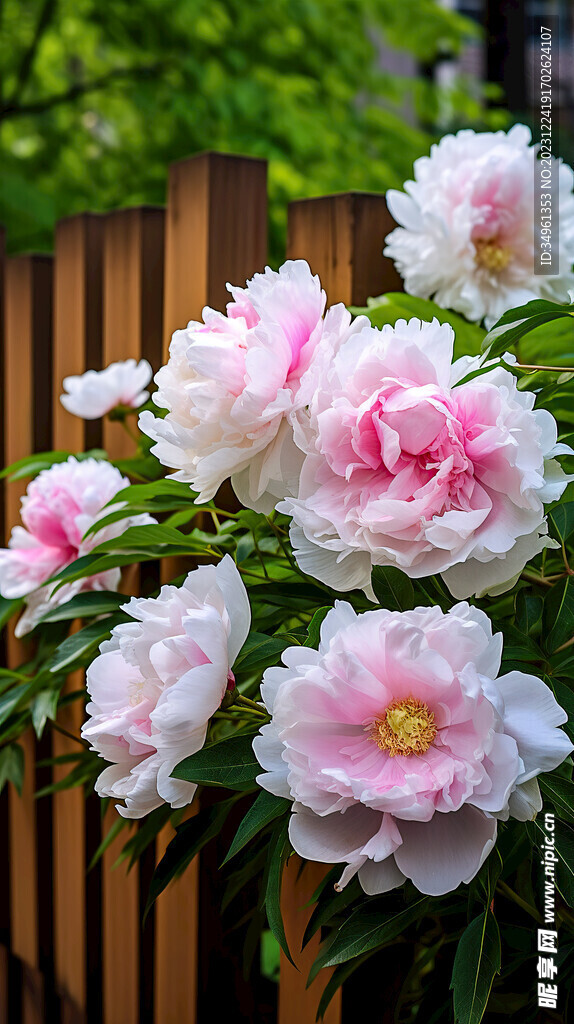 牡丹花高清4K照片