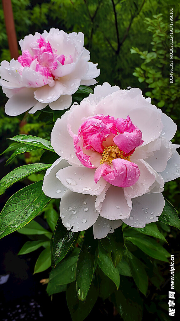 牡丹花高清4K照片