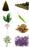 绿叶 松树 花卉