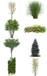 绿植素材