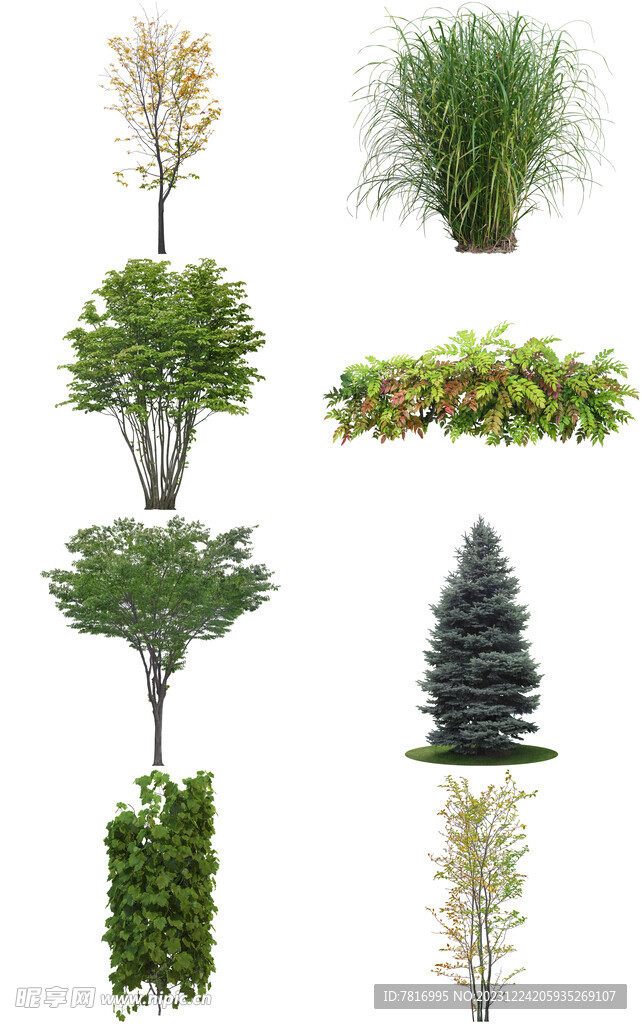 绿植素材