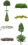绿植花卉