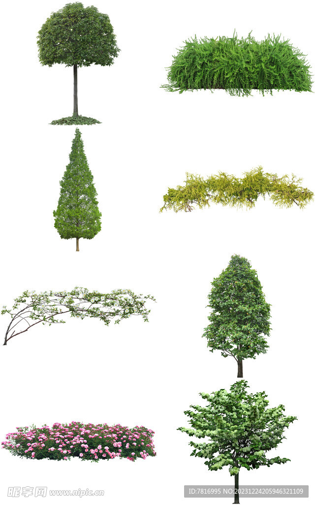 绿植花卉