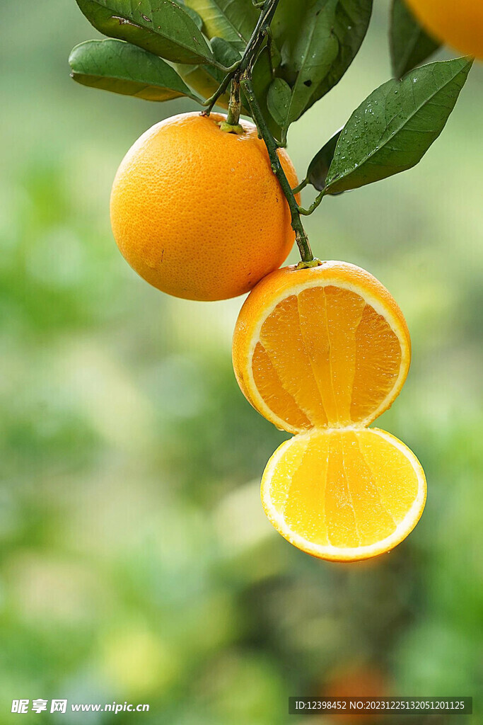 冰糖橙