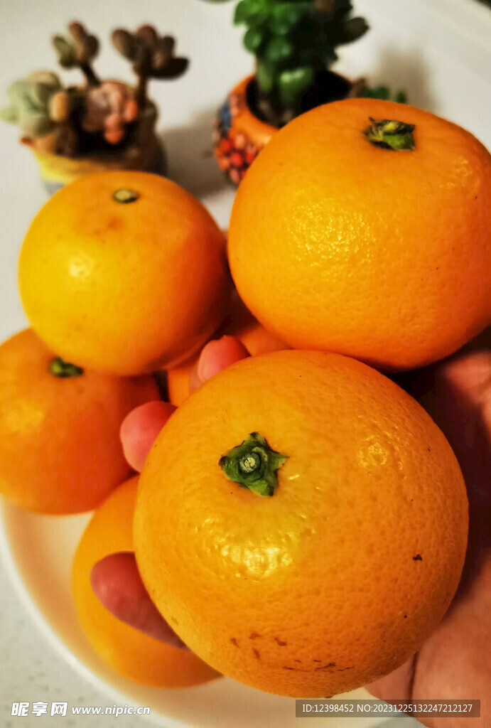 冰糖橙