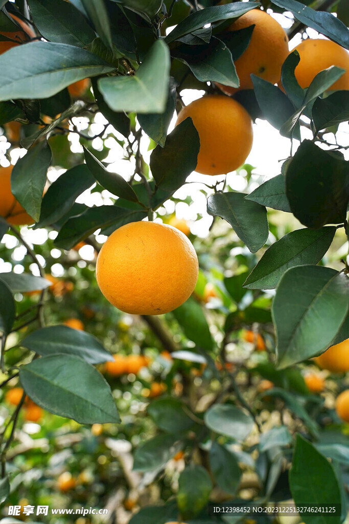 冰糖橙