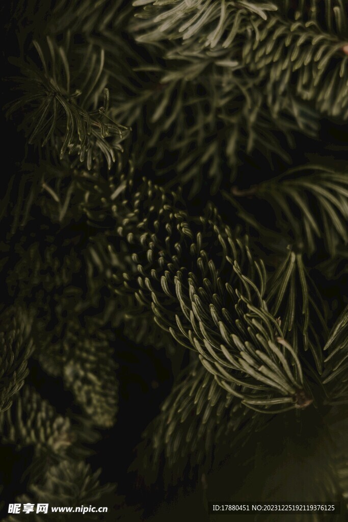 杉树