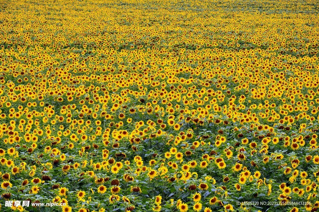 向日葵花田