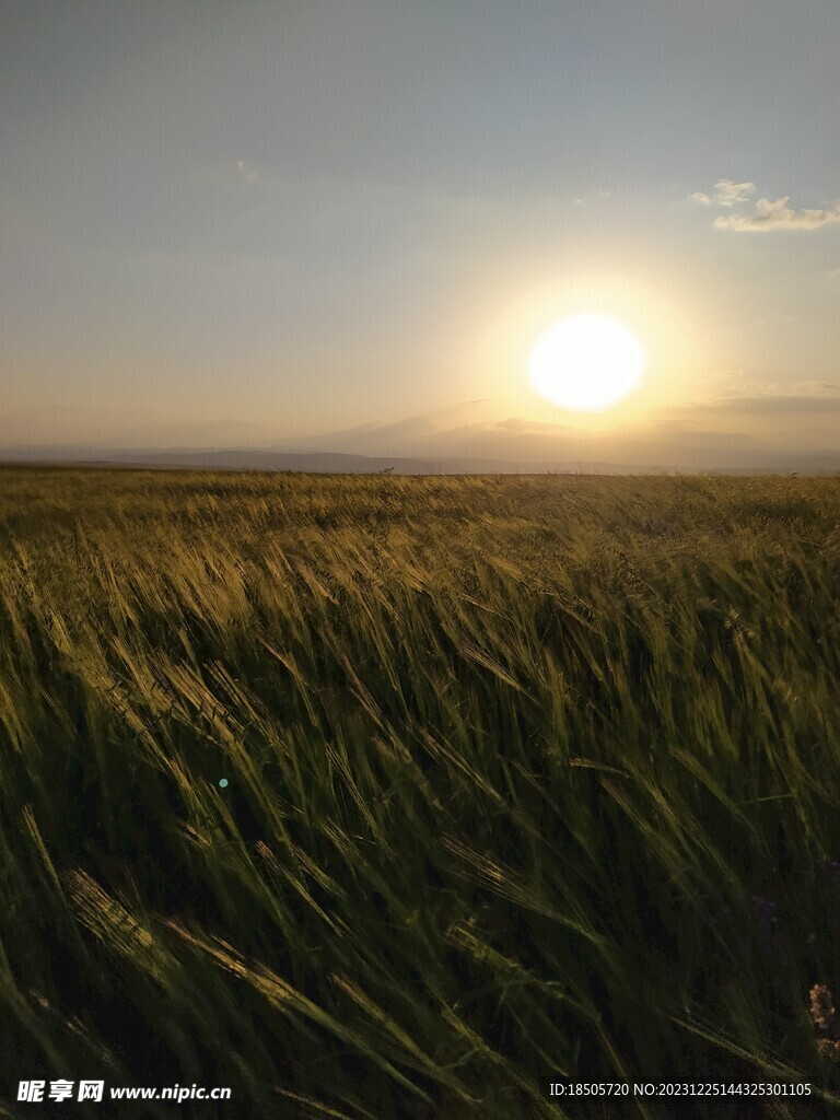 麦田风景