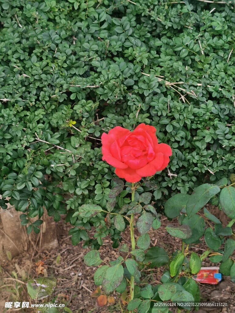 月季