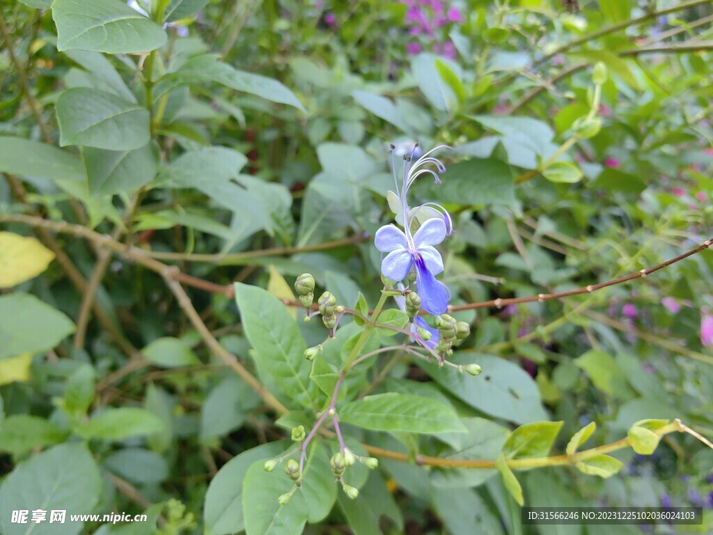 花