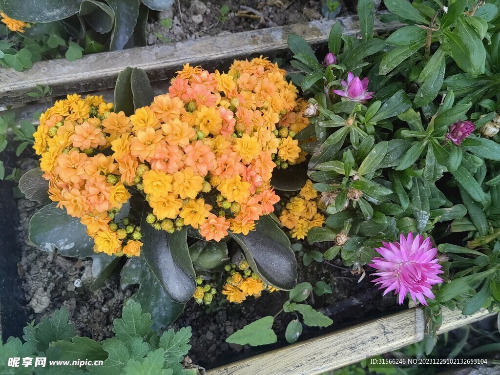 花