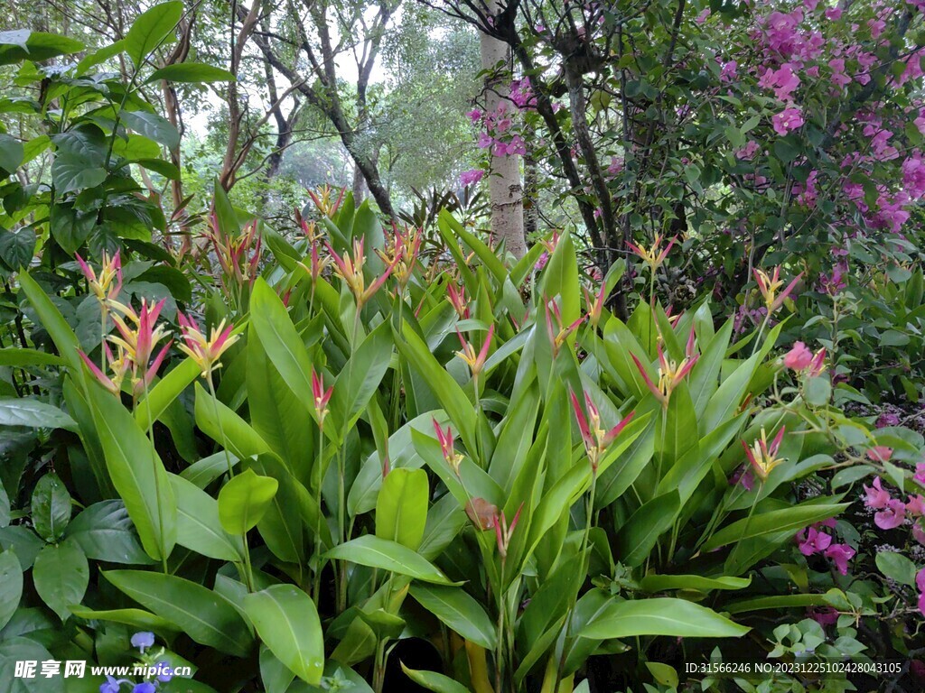 花
