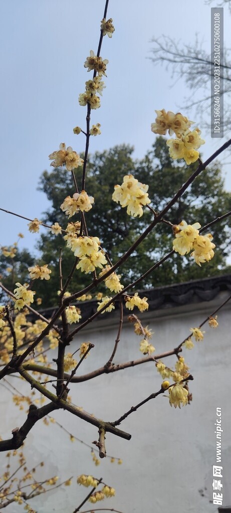 腊梅