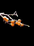 雪中的 柿子树