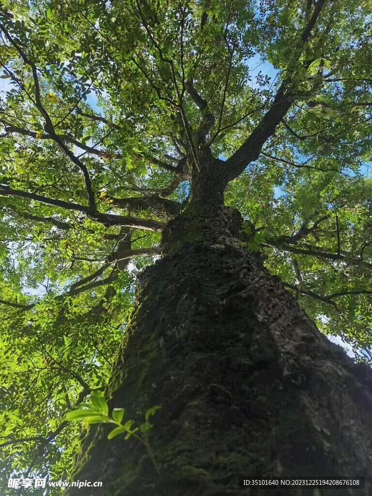 高大的树木