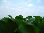 青菜