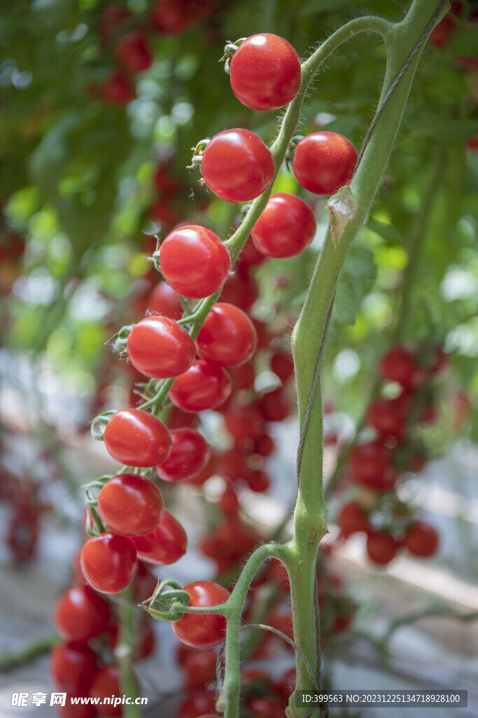 樱桃西红柿 番茄图片
