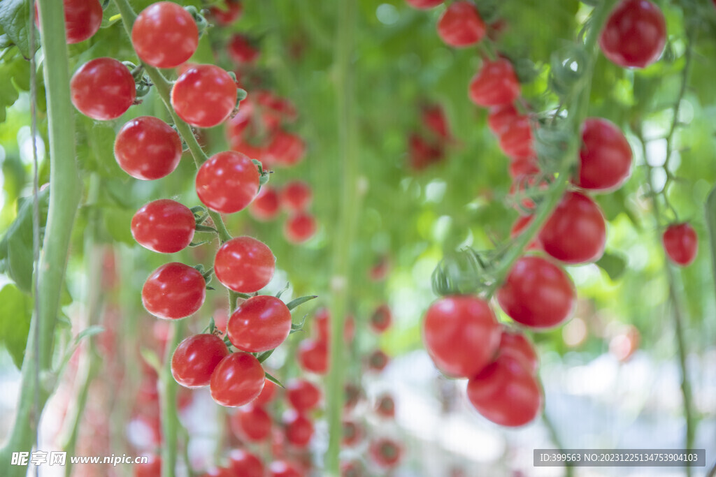 新鲜小番茄 樱桃西红柿