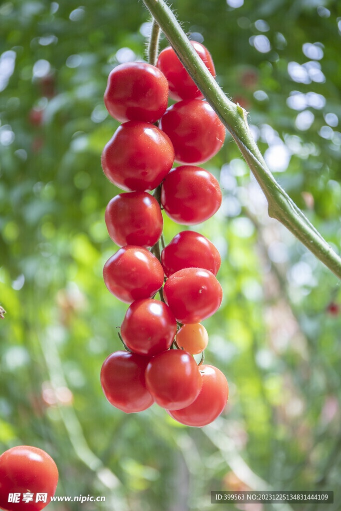 樱桃番茄 西红柿