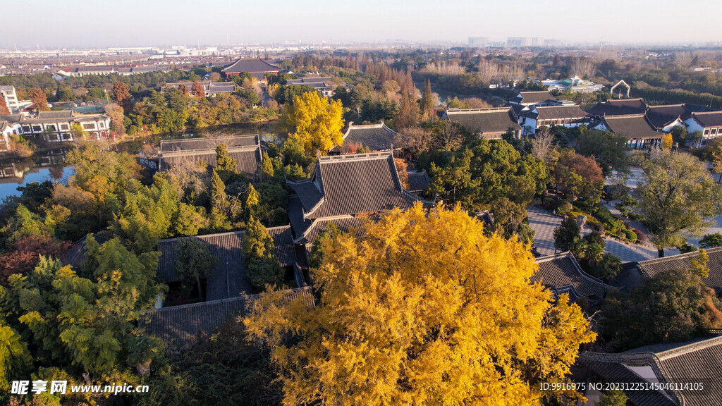 大明寺古银杏