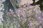 樱花树