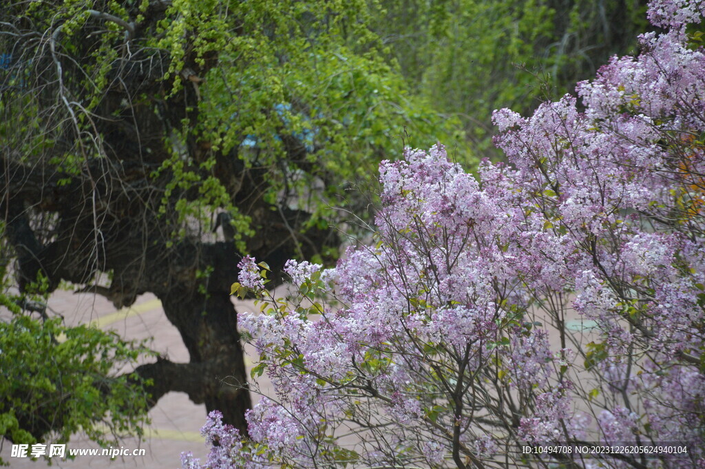 樱花树