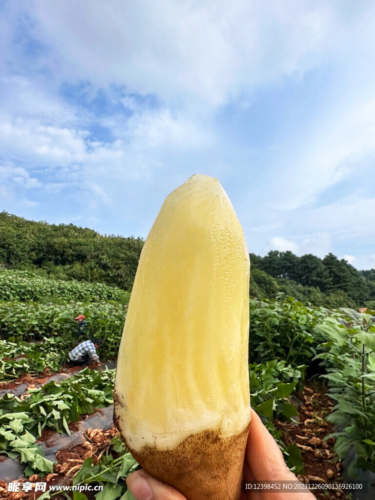 雪莲果