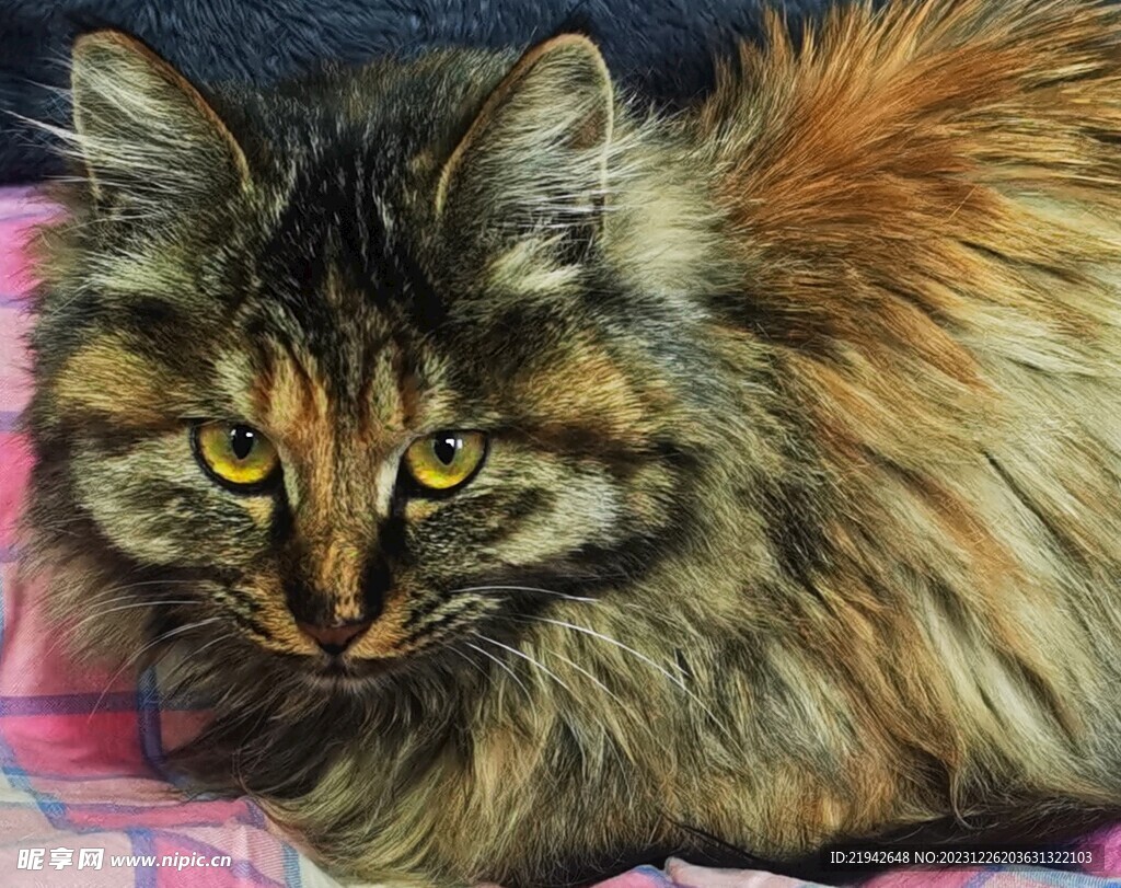 农村大花猫