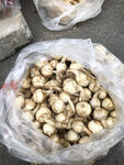 摆摊茨菇