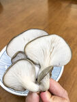 凤尾菇背面