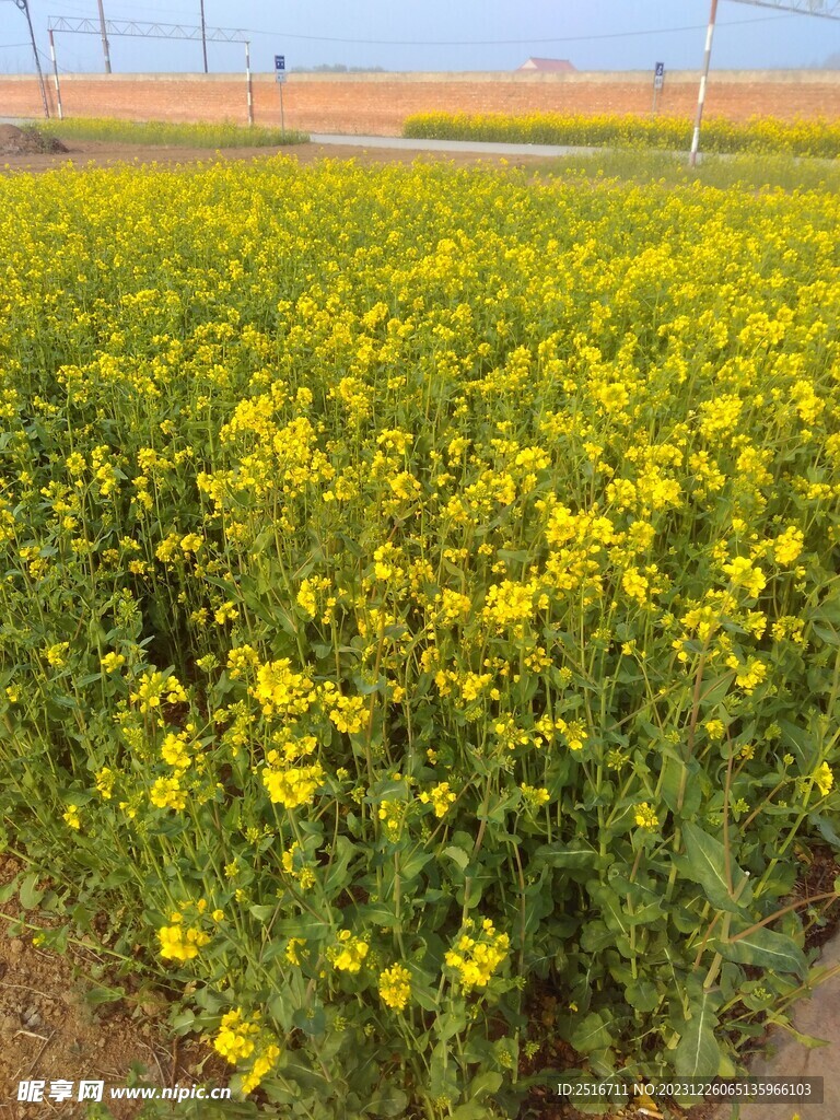 油菜花