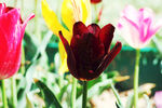 郁金香花