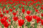 郁金香花场