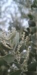 小白花