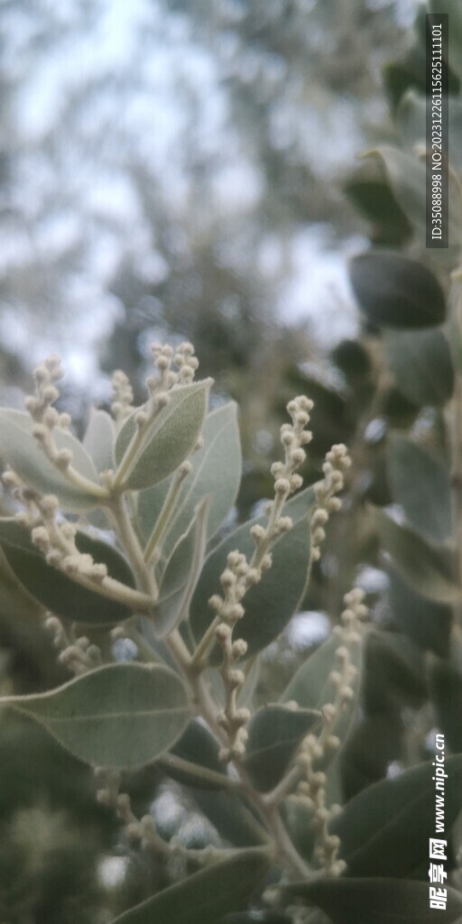 小白花