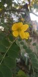 小黄花