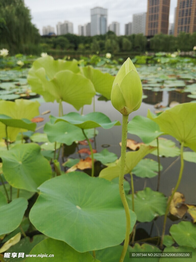 花蕾荷花包