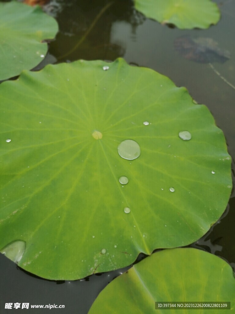 荷叶露珠