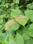 狗尾巴草