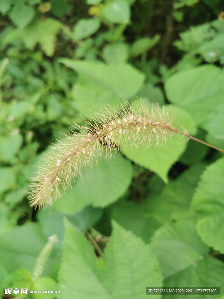 狗尾巴草